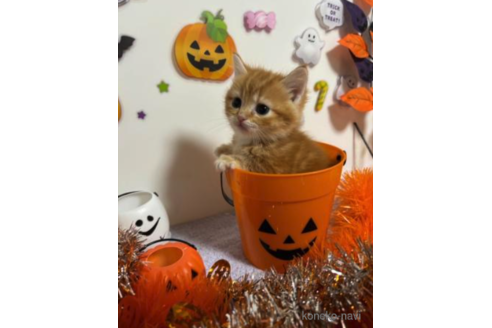 成約済の大阪府のマンチカン(短足)-68380の3枚目